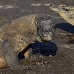 dragon_komodo_hsb_rinca_v_2293_kom4662.jpg